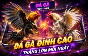 Đá gà DAGA